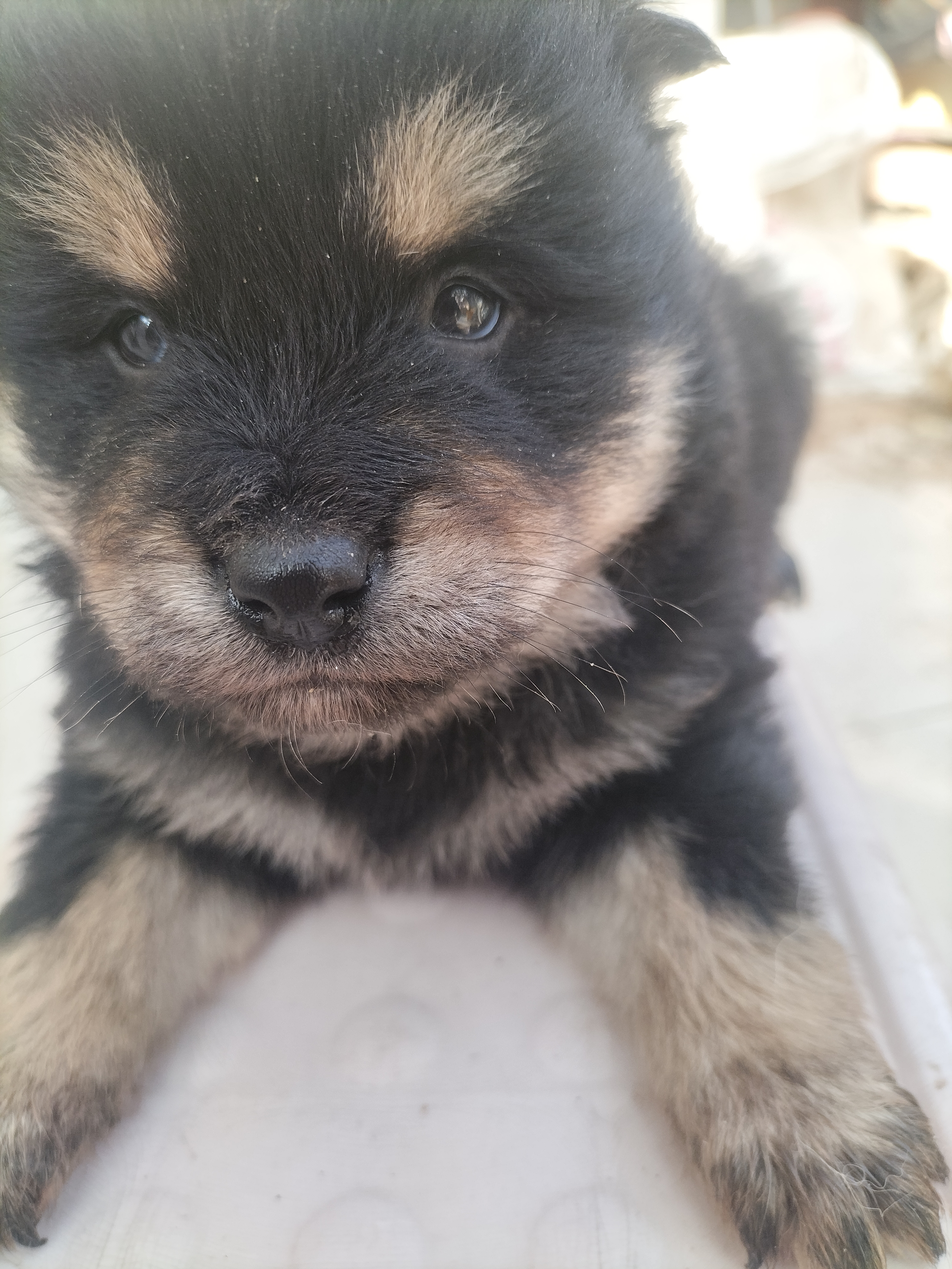精品柴犬自家养的，出给喜欢的朋友